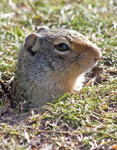 Columbia Ground Squirrel Glacier N.P. 3804